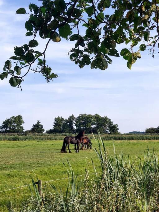 Tiny House "De Veenpolder" De Veenhoop Dış mekan fotoğraf